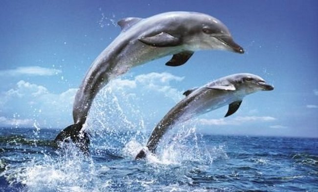 delfini 1