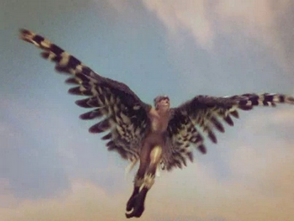 utva zlatokrila utva zlatokrila