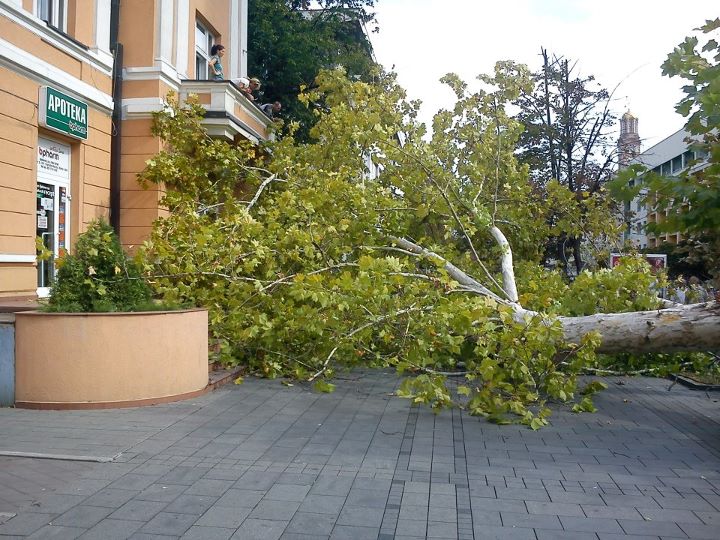 Palo stablo u centru Banjaluke Palo stablo u centru Banjaluke