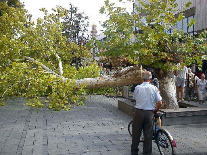 Palo stablo u centru Banjaluke Palo stablo u centru Banjaluke