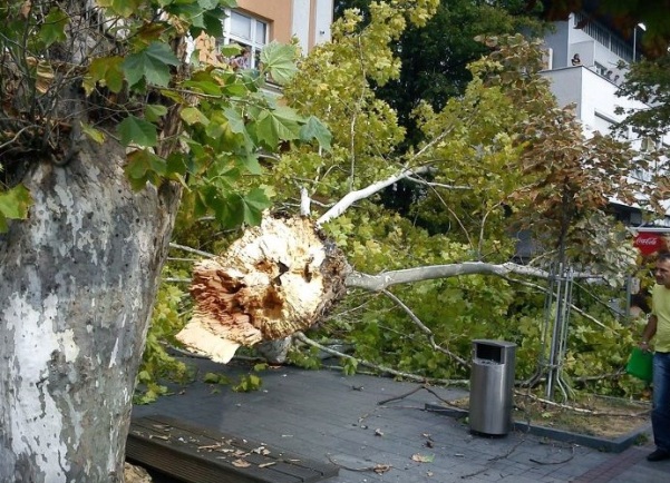 Palo stablo u centru Banjaluke