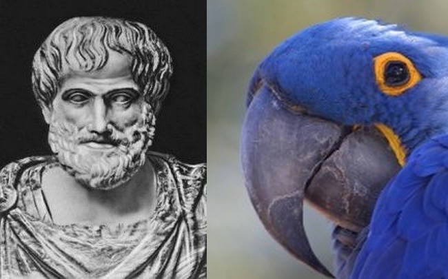 papagaj-aristotel