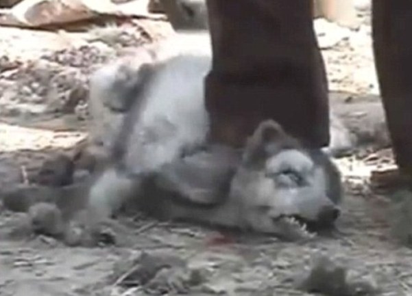 Mučenje rakuna za jeftine uggsice