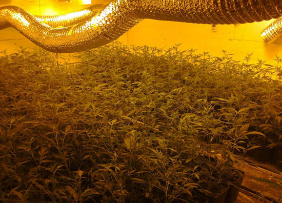 laboratorij velika kladusa marihuana