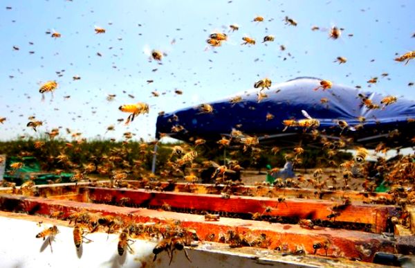 Pčele su transportovane u ukupno 460 ko&scaron;nica i sve su pobjegle kad su se kutije porazbijale usljed udara; ilustracija: AP