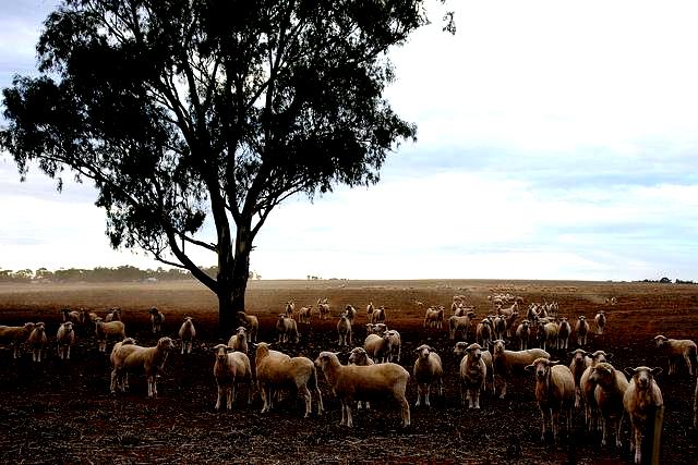ovce psihijatri ovce psihijatri