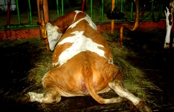 Problem je nastao kada je Zijad Reiz, vlasnik farme, zbog kriminalnih radnji pobjegao u Norvešku, ostavivši životinje bez nadzora; foto: Nezavisne.com Problem je nastao kada je Zijad Reiz, vlasnik farme, zbog kriminalnih radnji pobjegao u Norvešku, ostavivši životinje bez nadzora; foto: Nezavisne.com