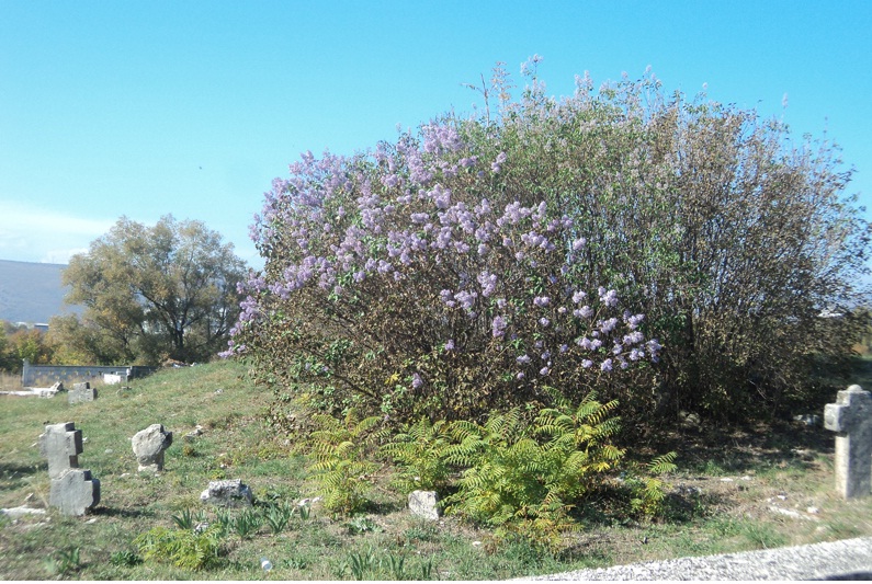 Oktobarski jorgovan kod Mostara