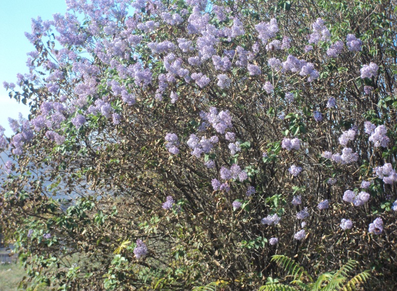 Oktobarski jorgovan kod Mostara Oktobarski jorgovan kod Mostara