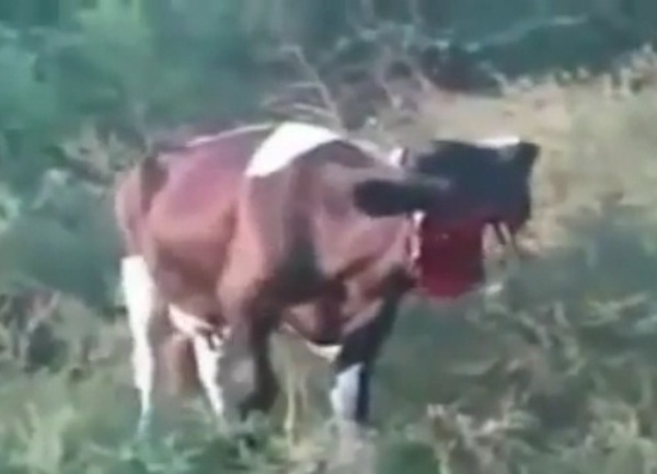 krava bez pola glave