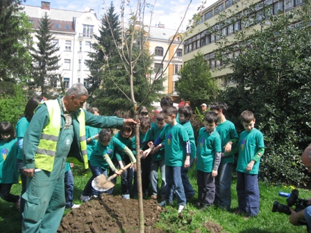 eko skola japanska tresnja