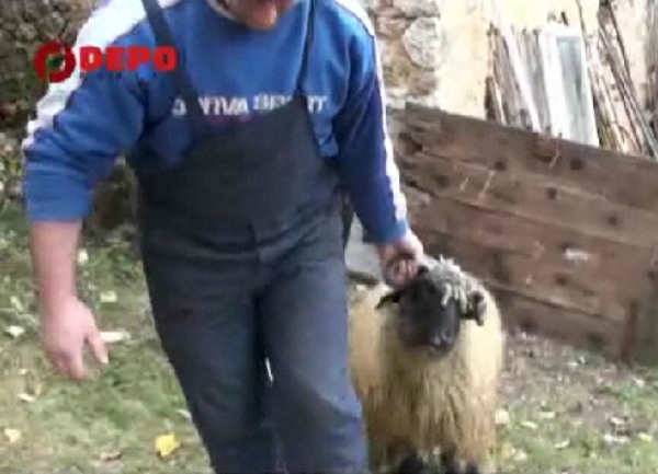 bajram familija kasalo