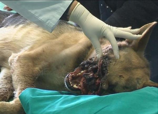 petardom psu raznijeli nju&scaron;ku