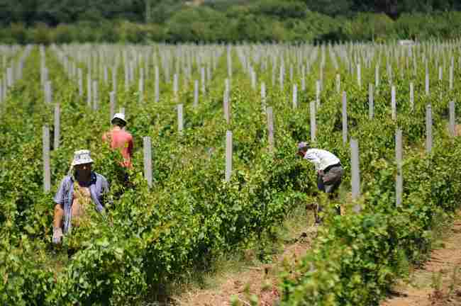 Radovi u vinogradima Agrokoopa ove godine su kasnili zbog finansijskih problema Radovi u vinogradima Agrokoopa ove godine su kasnili zbog finansijskih problema