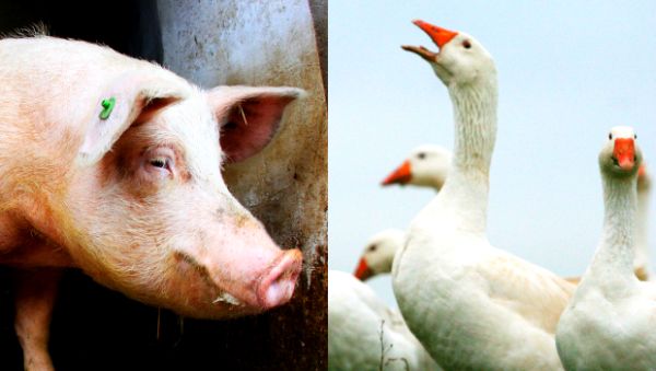 Poznavaoci prilika ističu da je to jo&scaron; jedna pobjeda za religiozne Jevreje koji pronalaze načina da jedu manje vi&scaron;e sve &scaron;to jedu i drugi ljudi; ilustracija: Getty Images