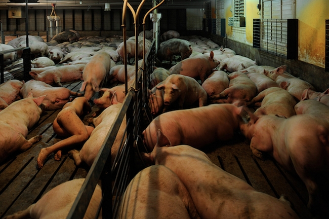 104 sata sa svinjama