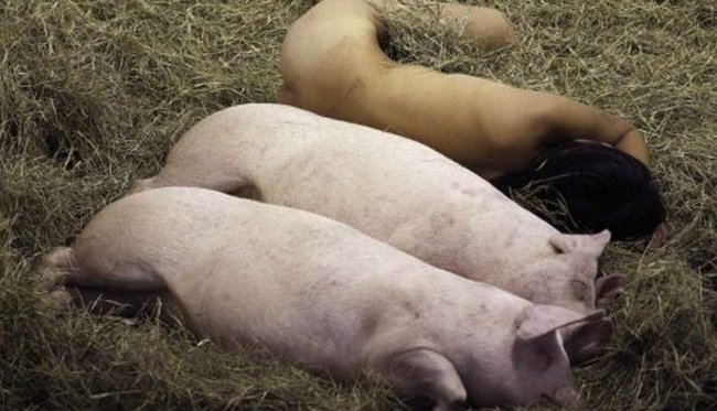 104 sata sa svinjama