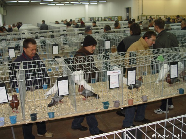 izlozba sitnih zivotinja