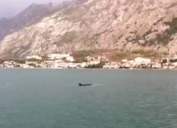 Kit u Kotorskom zalivu