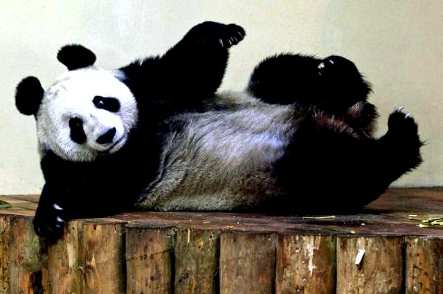 Panda nominovana za ženu godine