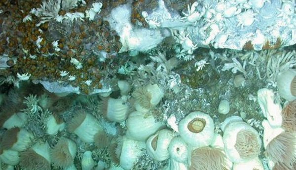 Britanski naučnici prona&scaron;li izgubljeni svijet ispod Antarktika