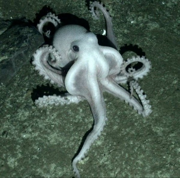 Britanski naučnici prona&scaron;li izgubljeni svijet ispod Antarktika