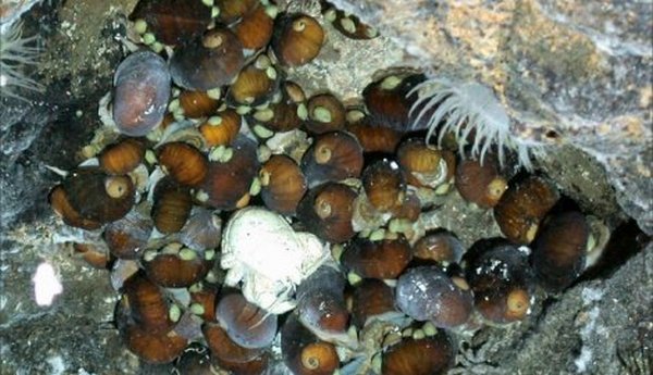 Britanski naučnici prona&scaron;li izgubljeni svijet ispod Antarktika