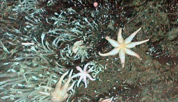 Britanski naučnici prona&scaron;li izgubljeni svijet ispod Antarktika