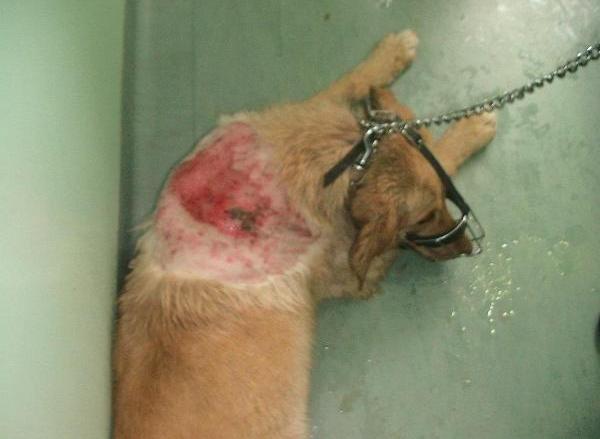 U naselju Čengić vila pas posut vrelim uljem