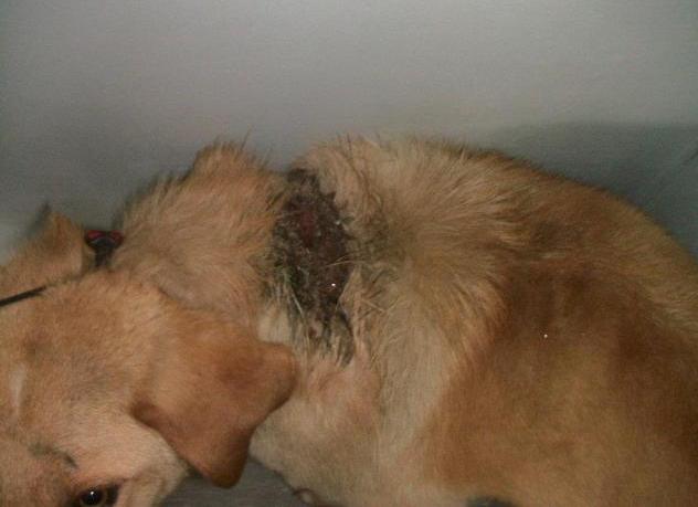 U naselju Čengić vila pas posut vrelim uljem