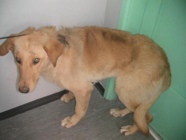 U naselju Čengić vila pas posut vrelim uljem