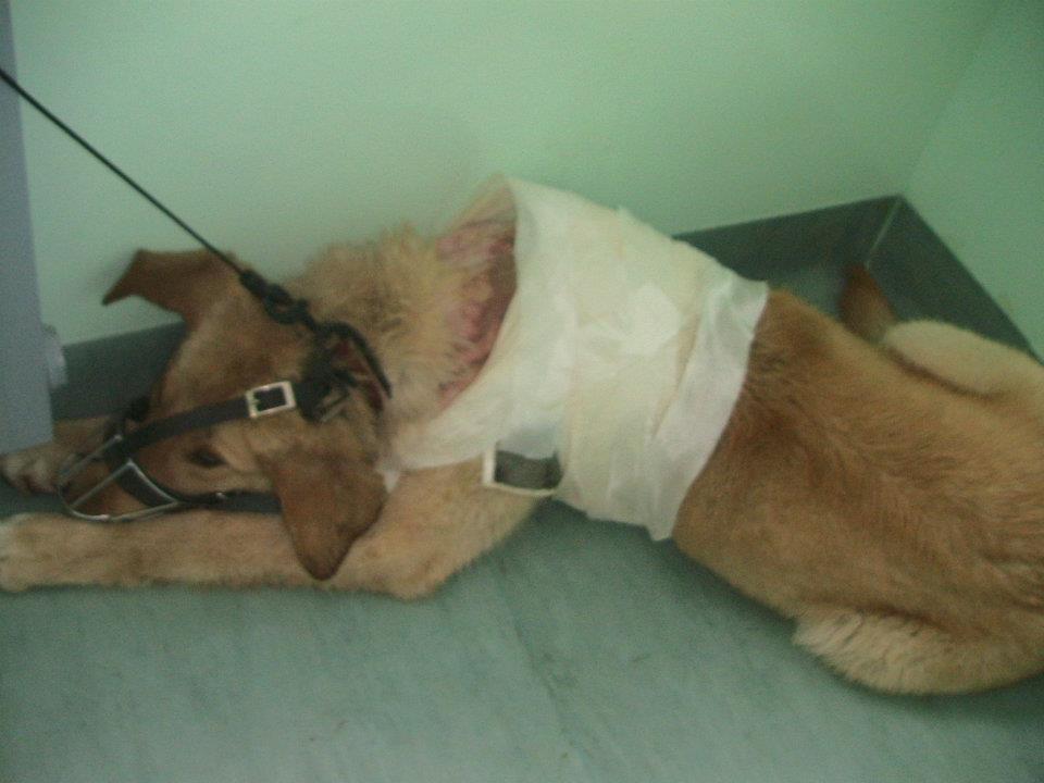 U naselju Čengić vila pas posut vrelim uljem