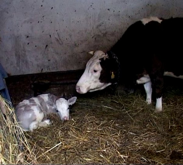 Krava otelila ljubičasto tele