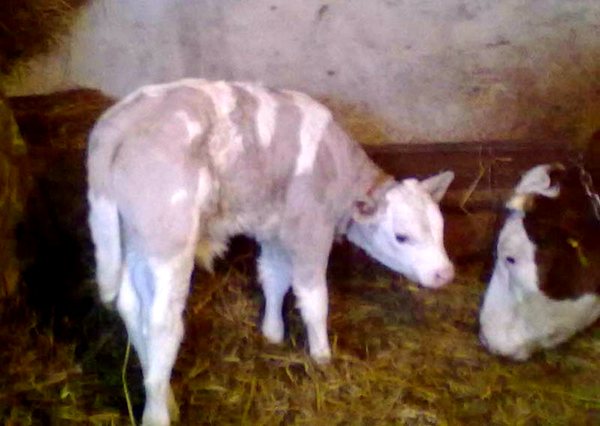 Krava otelila ljubičasto tele