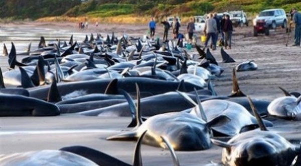 Nasukalo se 90 kitova