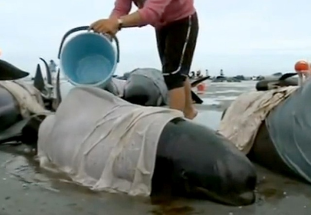 Uginulo 36 nasukanih kitova