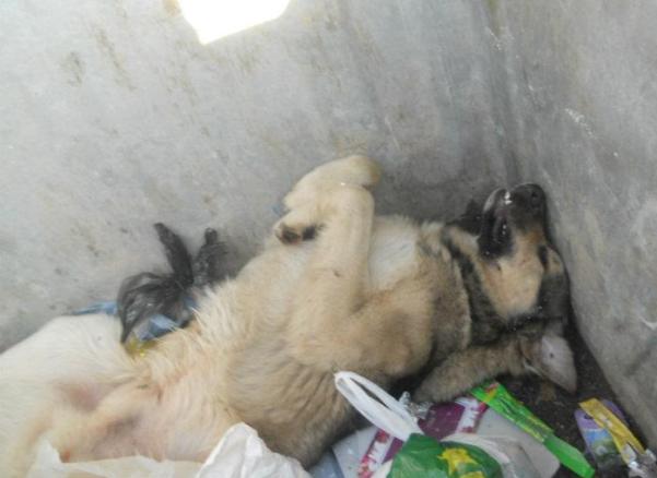 upucan pas u kontejneru