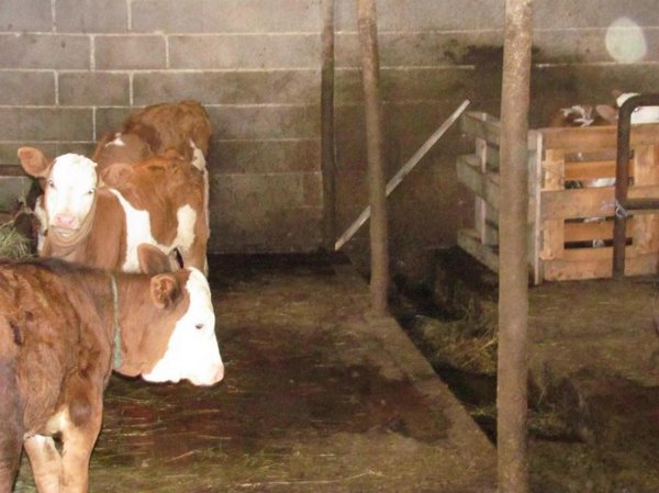 400 najkvalitetnijih muznih krava će uginut ukoliko im u toku dana ne bude dopremljena 