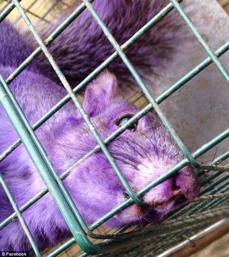 Par prona&scaron;ao ljubičastu vjevericu