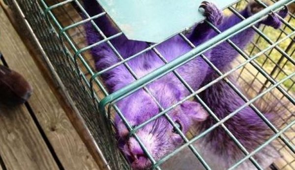 Par prona&scaron;ao ljubičastu vjevericu