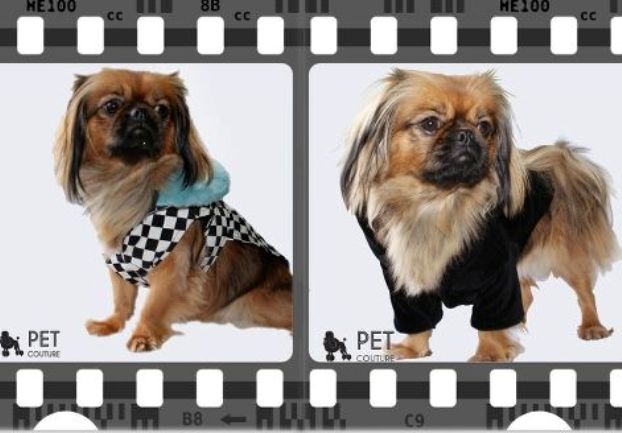 Pet Couture revija