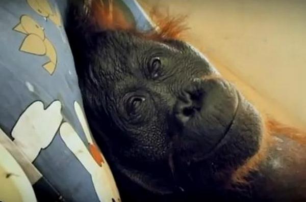 Potresan dokumentarac o ženki orangutana koja je uginula kad su joj spalili pra&scaron;umu 
