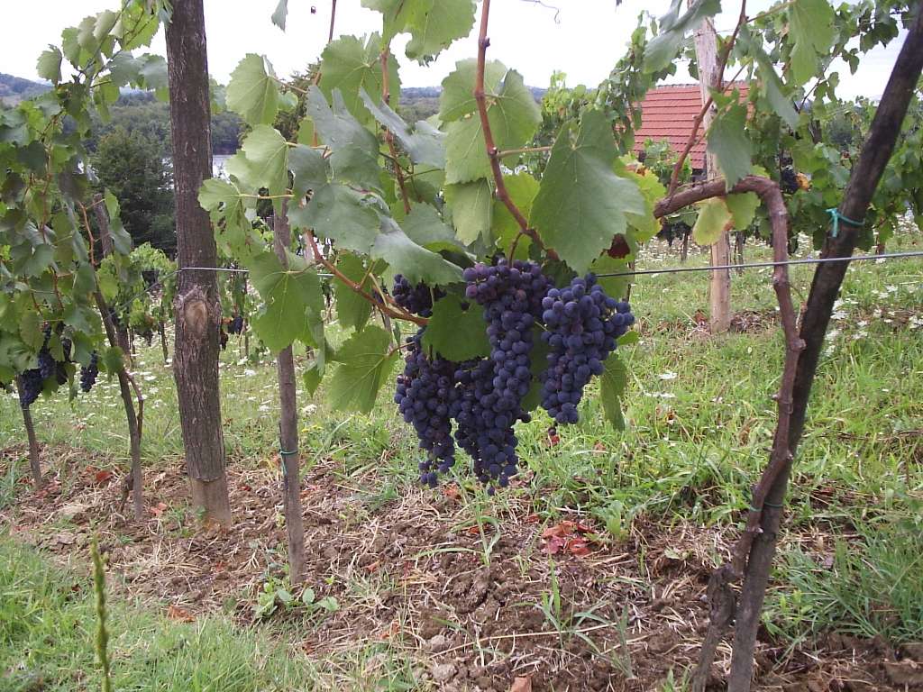 grozdje vinograd grozdje vinograd
