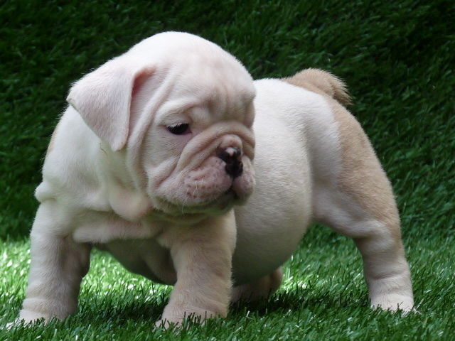 &scaron;tene buldoga