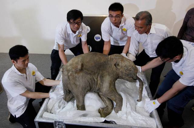 Pogledajte kako je izgledao mamut