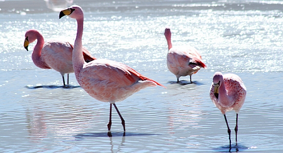 Jezero Salar de Uyuni u Boliviji