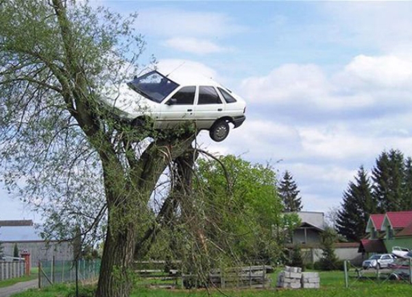 auto na drvetu