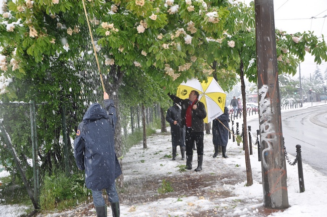 uklanjanje snijega s drveća