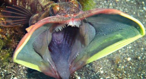 Riba koja se pretvara u čudovi&scaron;te golemih usta