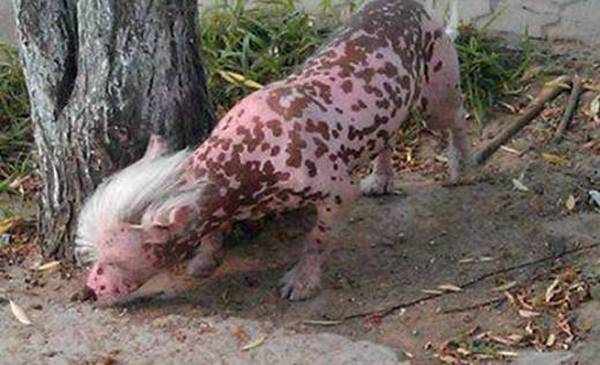 Pas koji izgleda kao svinja Pas koji izgleda kao svinja